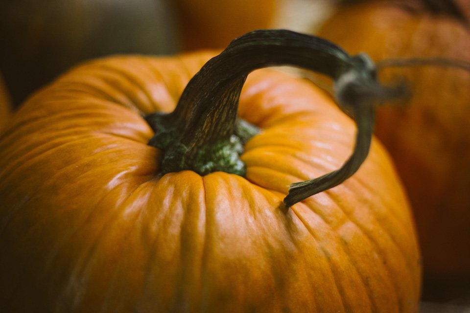 photograph of a pumpkin
